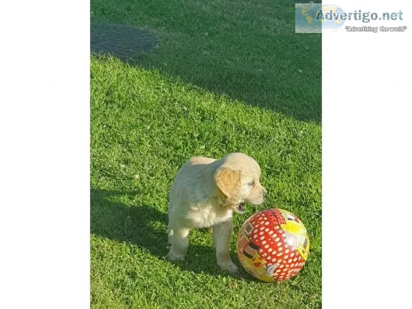 4 show golden Retriver puppies for sale