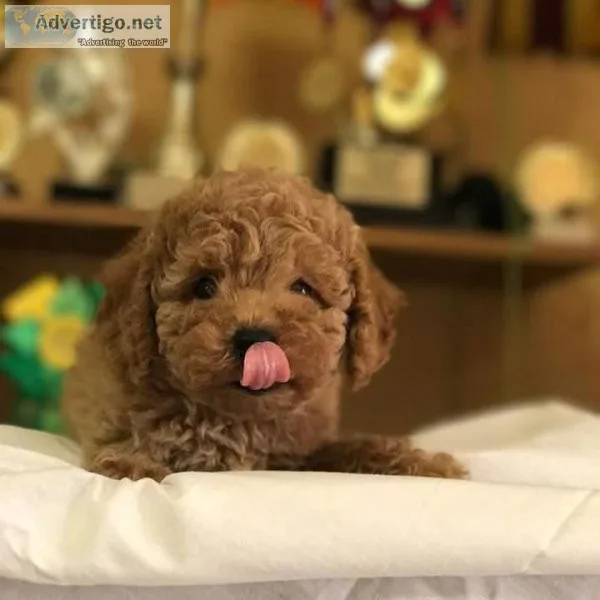 Cute Maltipoo puppies available