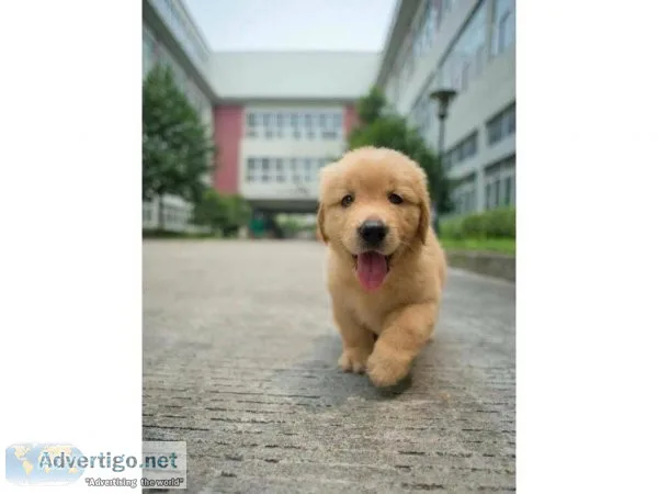 3 show AKC reg Golden Retriver puppies for sale