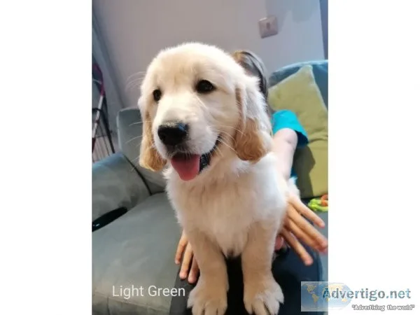 four show AKC reg Golden Retriver puppies for sale