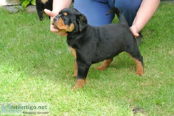 Rottweiler puppies