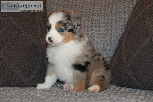 ASDR Toy Australian Shepherd Puppies
