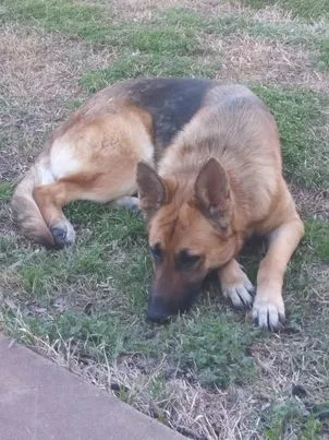 German shepherd