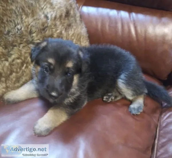 German shepherd puppies