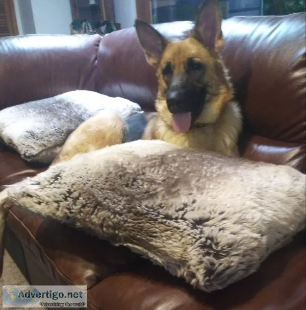 German shepherd