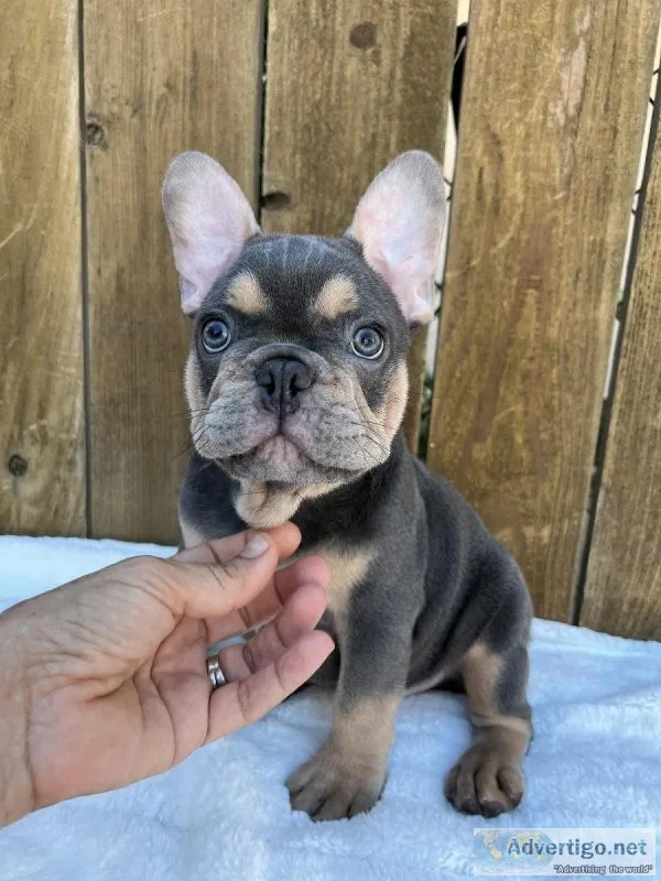 Akc Blue and Tan French male