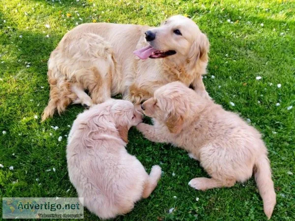 Qaulity Bloodline Golden Retriver puppies for sale