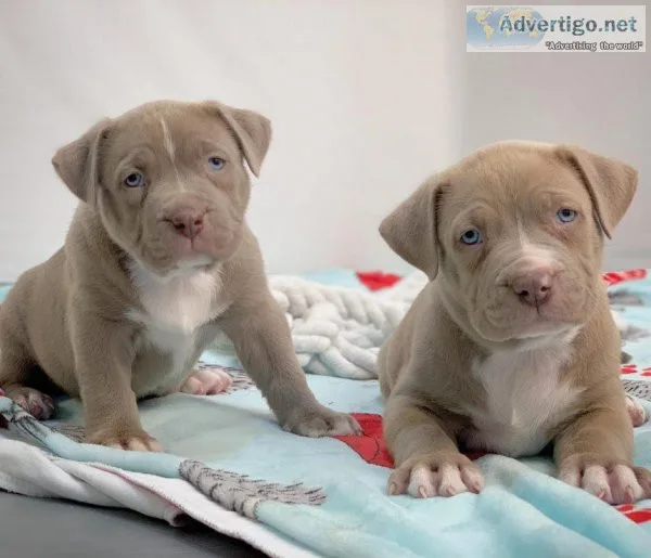 akc registered pitbull puppies for sale