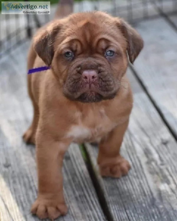 Dogue de bordeaux puppies for sale