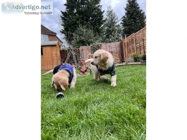 three Bloodline Golden Retriver puppies for sale
