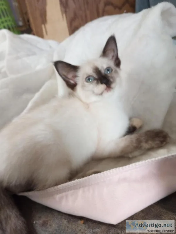 Siamese kittens