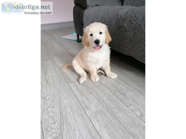 2 show golden Retriver AKC reg puppies for sale