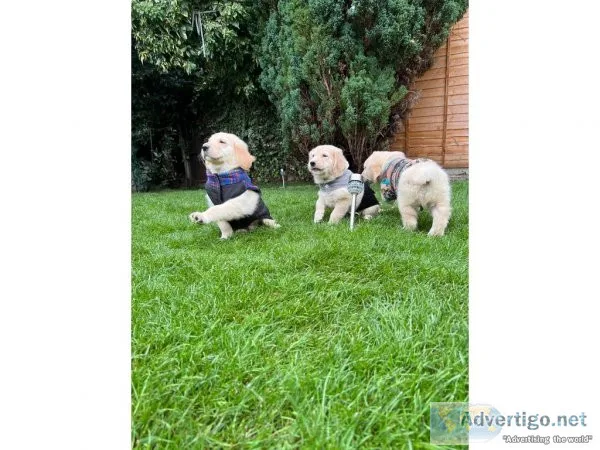 House Bloodline Golden Retriver puppies for sale