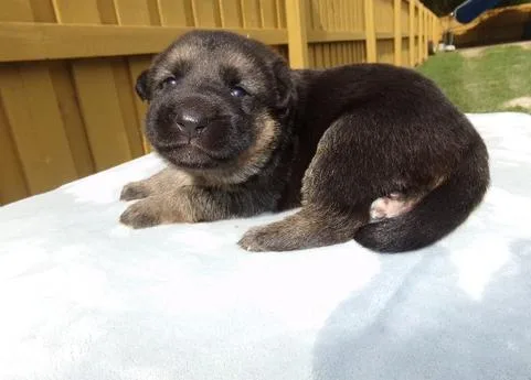 German Shepherd puppies for sale
