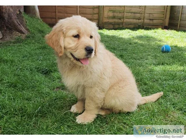 Cute Bloodline Golden Retriver puppies for sale