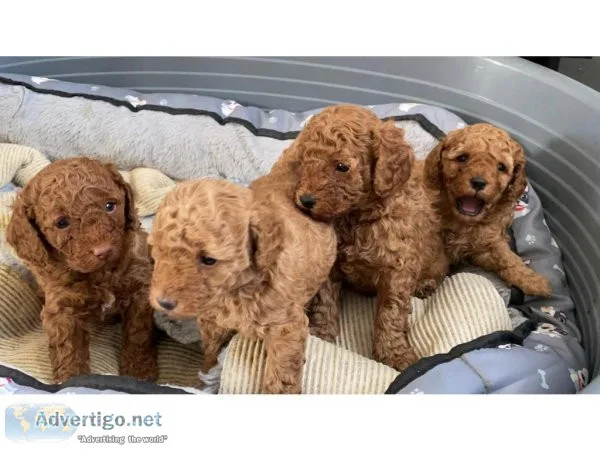 Quality Toy poodle puppies for sale