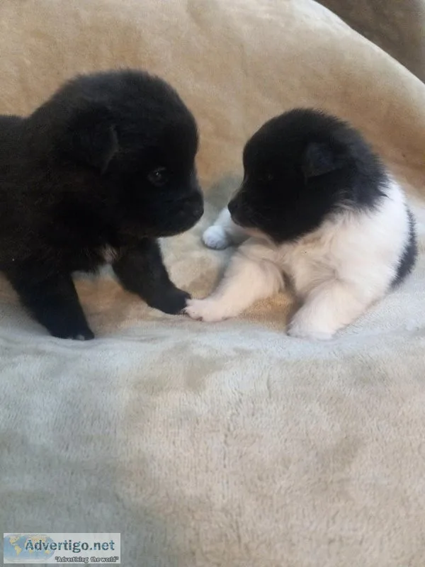FEMALE. POMERANIAN. PUPPIES