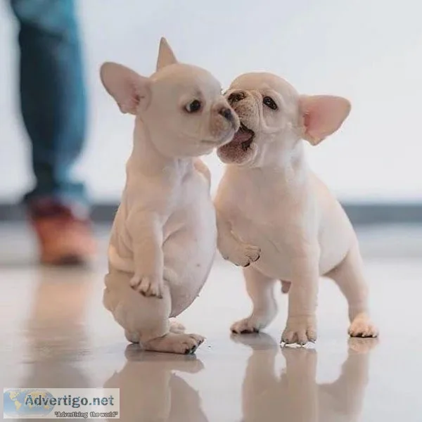 Akc Registered FRENCH BULLDOG Puppies
