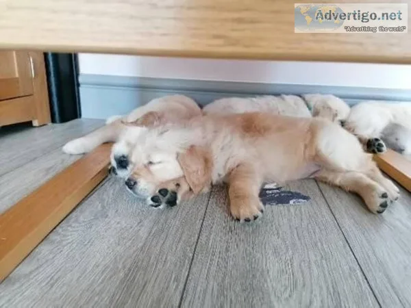 Lovely AKC reg Golden Retriver puppies for sale