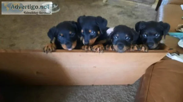 Rottweiler puppies for sale