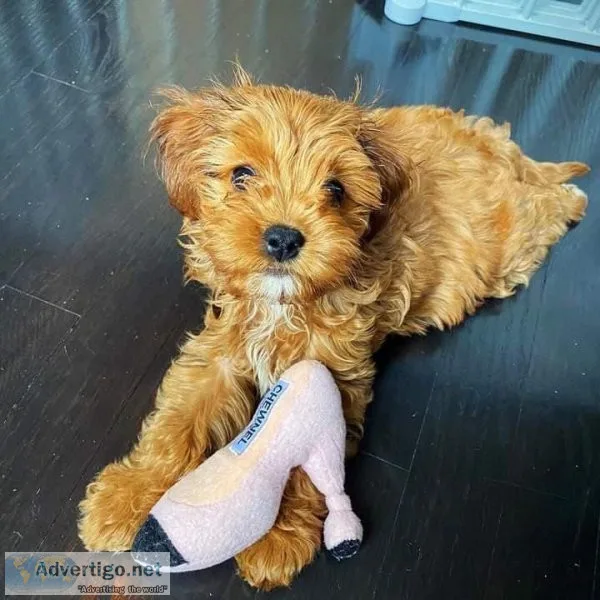 Healthy Cavapoo puppies available