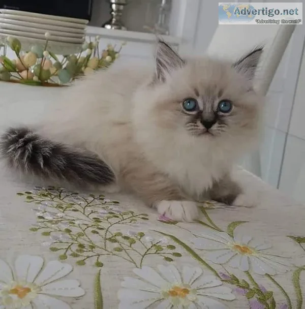Ragdoll kittens available