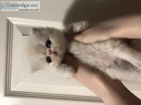 Beautiful Persian Kittens