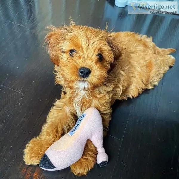 Cavapoo puppies for rehoming