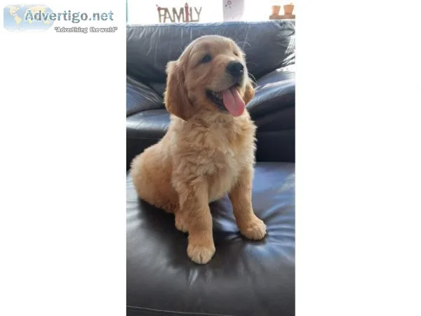 Loyal Bloodline Golden Retriver puppies for sale