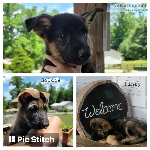 AKC Female German Shepherd Puppies
