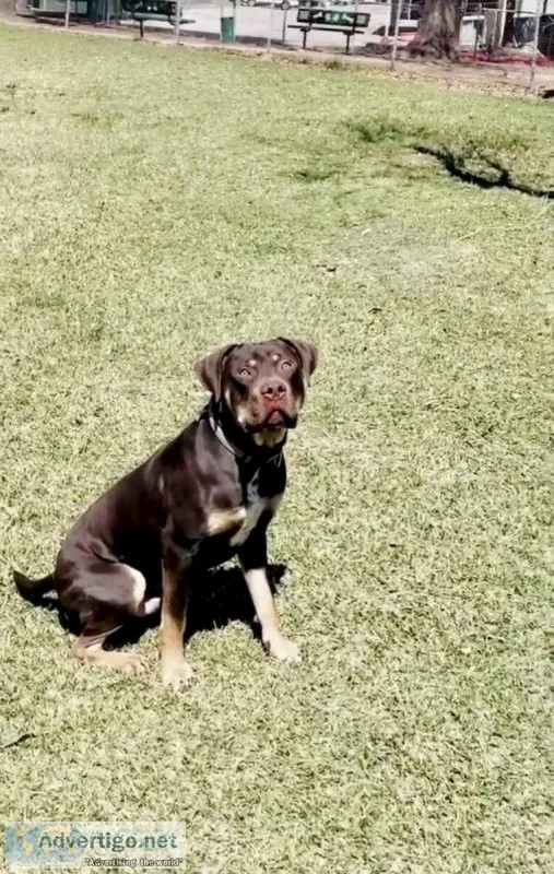XL Male Bully