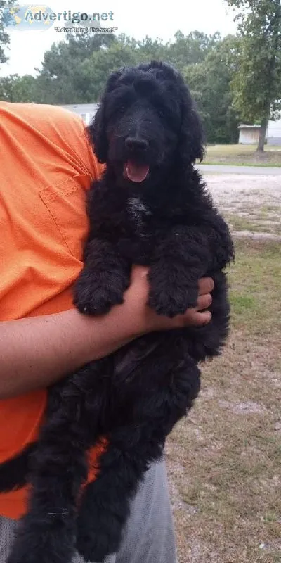 Goldendoodle male puppies