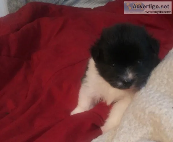 POMERANIAN. FEMALE