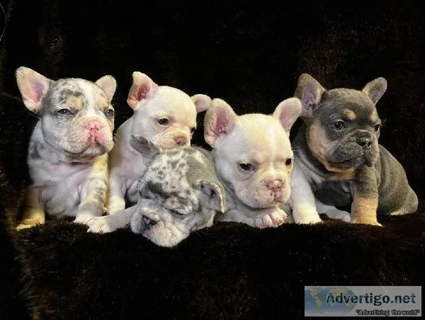 French bulldogs ready for new homes