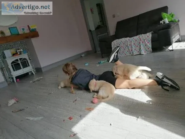 AKC Golden Retriver puppies for sale