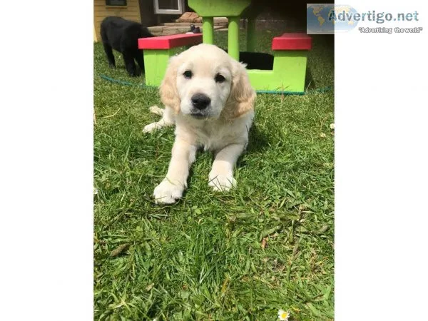 Lovley Golden Retriver AKC reg puppies for sale