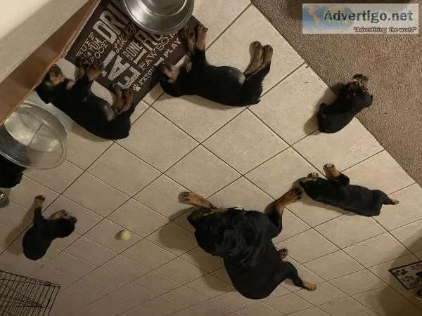 Rottweilers