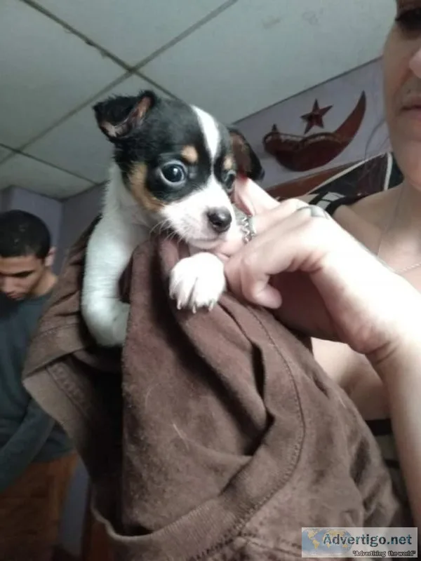 Full blooded Chihuahua