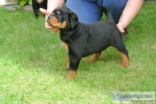 Gorgeous Rottweiler puppies Available