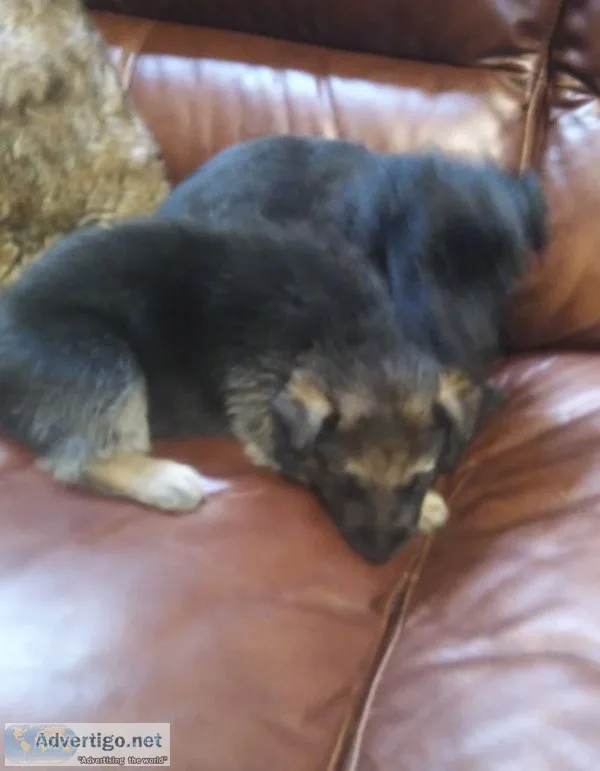 German shepherd puppies