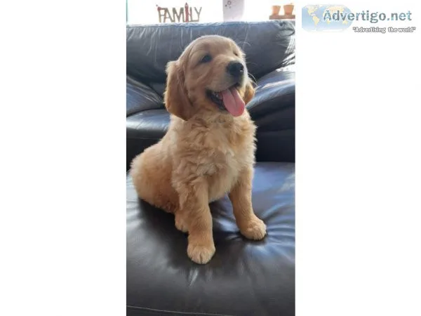 2 Healthy Bloodline Golden Retriver puppies for sale