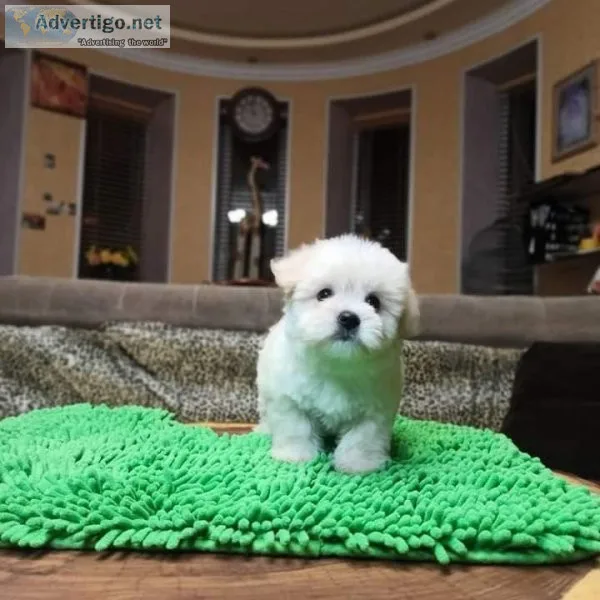 Lovely Maltipoo puppies available
