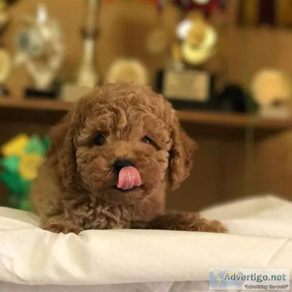 2males 3 females Maltipoo puppies