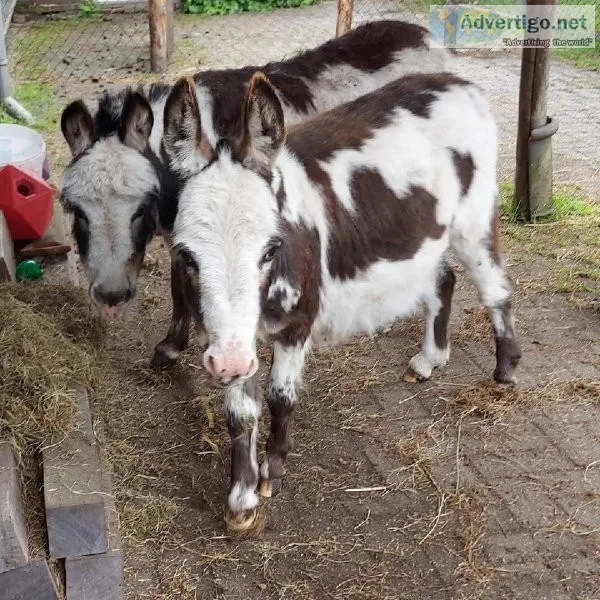Miniature Donkeys available