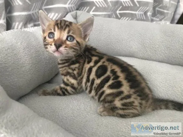 KDDsx Bengal kittens for sale
