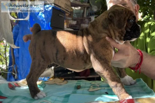 Boxer puppies