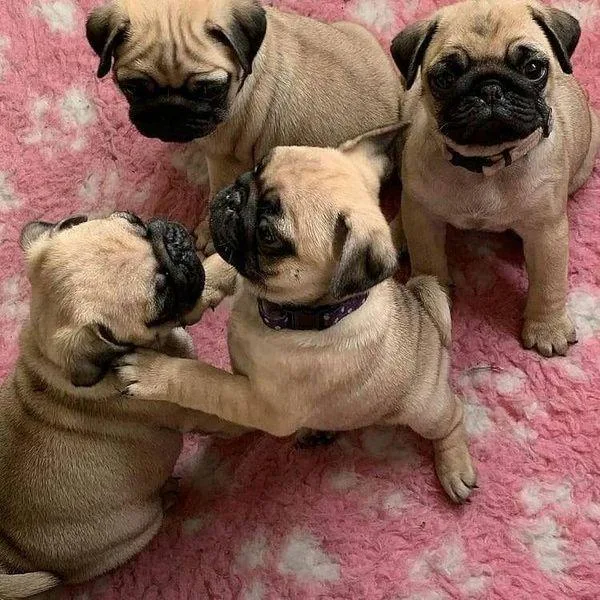 pug puppies available