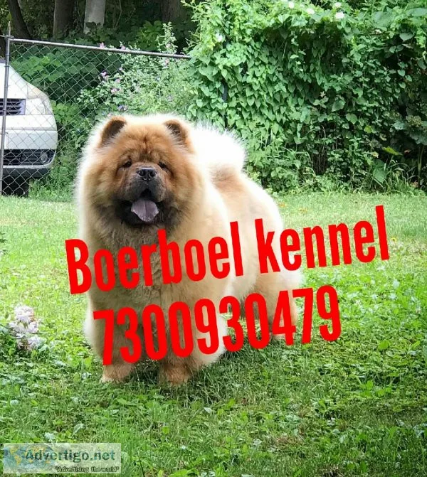 Healthy And Very Active Chow chow puppies...7300930479