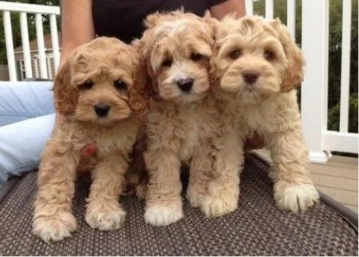 touchable cockapoo puppies ready