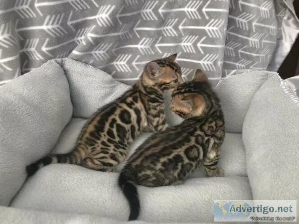 Bengal kittens for sale
